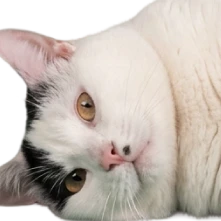 Black and white star cat