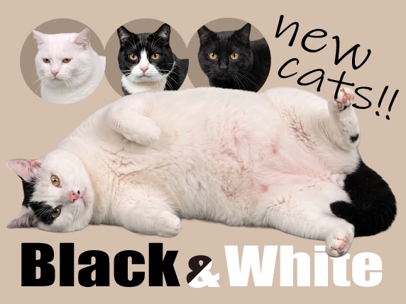 New star cats: Black & White