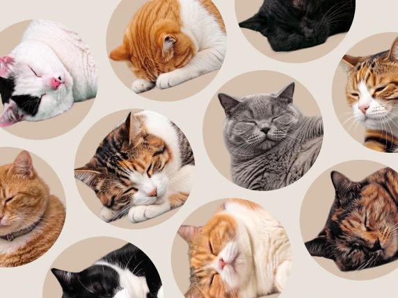 Star cat collage