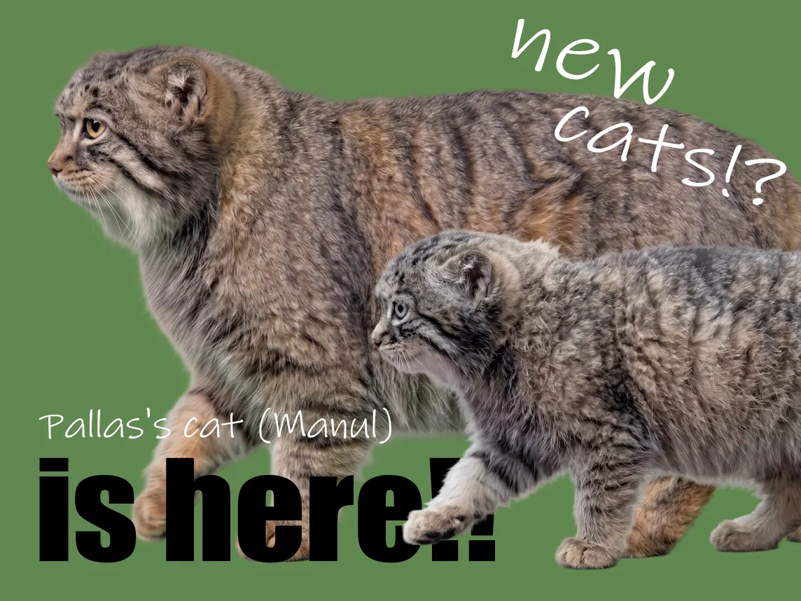 New star cats: Pallas's cat and kitten