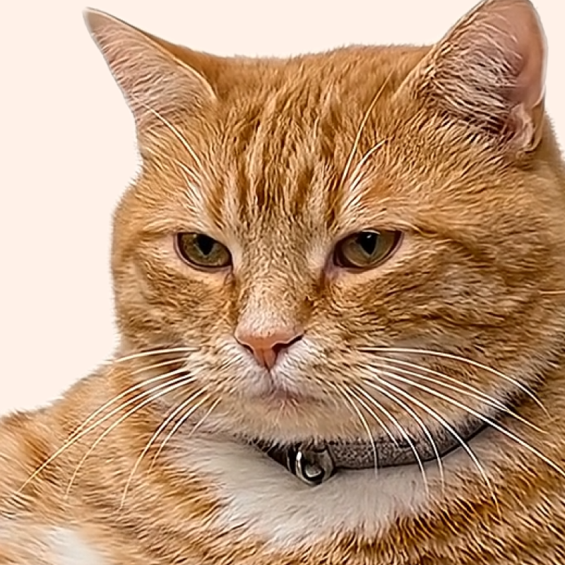 Cat Gatekeeper cat
