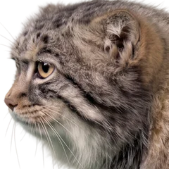 Pallas's cat