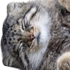 Pallas's cat kitten